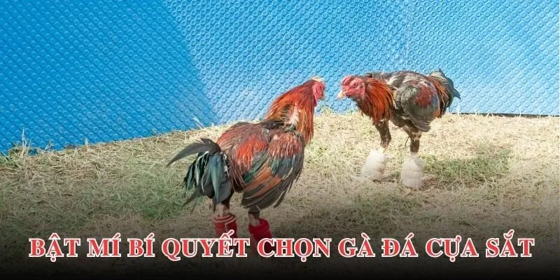 Bí quyết chọn gà đá cựa sắt thắng lớn từ chuyên gia lâu năm